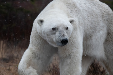 Male polar bear (Ursus maritimus) in tundra near Churchill, Manitoba