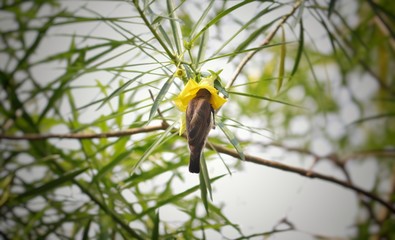 Purple Rumped Sunbird  or Leptocoma Zeylonica Bird Drinking Nectar from Cascabela Thevetia Flower with Selective Focus in Horizontal Orientation