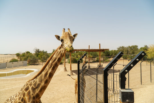 Giraffe In Zoo Facility Enclosure Looking Straight To The Camera. Concept Of Empty Zoo During Pandemic.