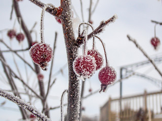 red berries frosted in winter frost on a bush