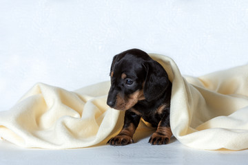 A small Dachshund puppy under a light yellow blanket. Concept of staying at home