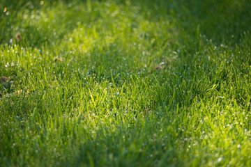 Naklejka premium Green grass background