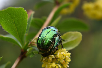 Goldglänzender Rosenkäfer, Cetonia aurata, bei der Paarung auf Berberitze