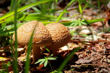 fly agaric on a Sunny meadow, 