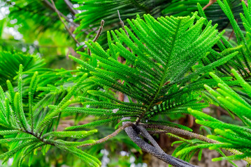 Close up of Araucaria heterophylla, excelsa branch with soft focus. Araucaria rare evergreen coniferous tree. Rare tree species on Tenerife, Canary Islands, Spain.