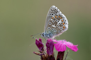 Adonis-Blue butterfly (Polyommatus Lysandra bellargus) on pink flower and natural green background