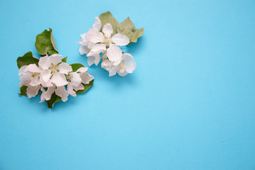 Creative layout with white flowers of an apple tree on a pastel blue background with copy space. Nature background. Season minimal idea.