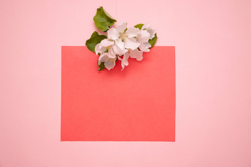Creative layout with white flowers of apple tree on a pastel pink background with copy space. Nature background. Season minimal idea.