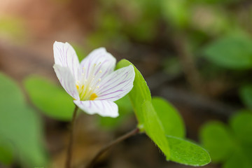 A small white flower grows in a forest. Detailed macro photo. The concept of spring, summer, wildflowers.