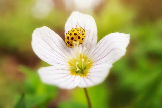 A small white flower grows in a forest. A yellow ladybug sits on a flower. Cute summer picture. Detailed macro photo. The concept of spring, summer, wildflowers, insects.