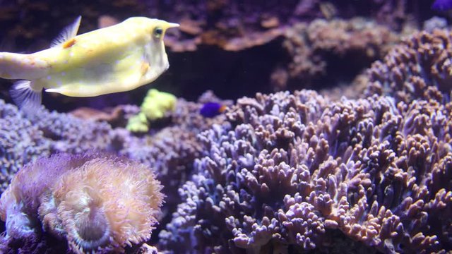 Longhorn cowfish (Lactoria cornuta), also called horned boxfish swimming in clear water with colorful corals