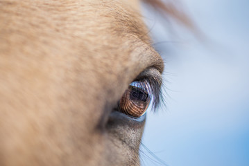 Eye of a horse photographed very close up.