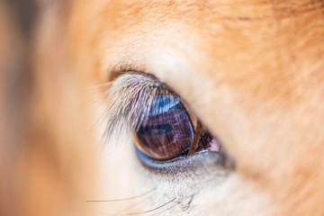 Eye of a horse photographed very close up.