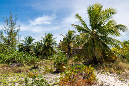 Tropical vegetation in Stock Island (Exuma, Bahamas). © Giongi63