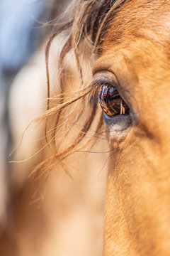 Eye of a horse photographed very close up.