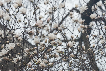 Blooming Anise Magnolia (willow-leaf magnolia) with white flowers. Magnolia salicifolia from Magnoliaceae Family.