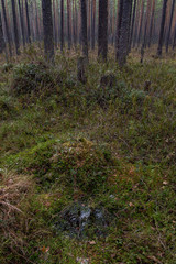 Swampland in sacred forest.