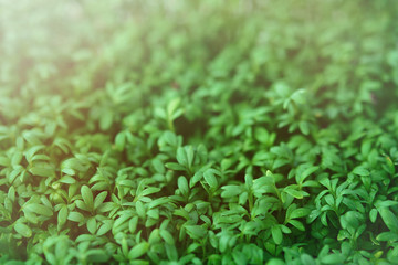 Watercress microgreen. Green leaf texture close up