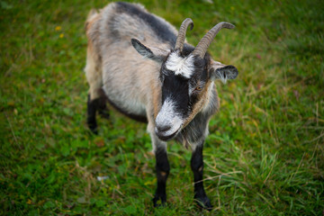 Naklejka na ściany i meble Goat. Portrait of a goat on a farm in the village. Beautiful goat