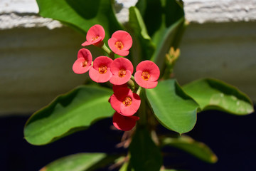 Planta con flor rosa
