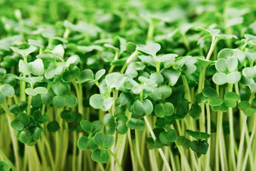 Fototapeta na wymiar Close-up of microgreen broccoli. Concept of home gardening and growing greenery indoors