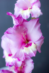 Beautiful pink gladiolus on a blue background