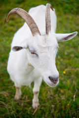 Goat. Portrait of a goat on a farm in the village. Beautiful goat