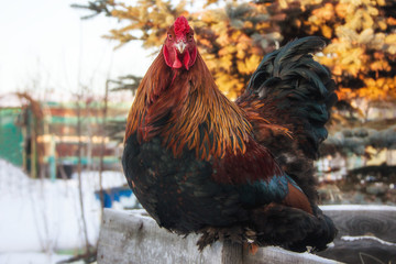 Winter Beautiful Black-Red Rooster Brama Breeds