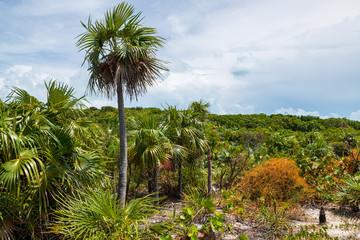 Tropical vegetation in Stock Island (Exuma, Bahamas).