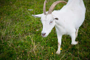 Goat. Portrait of a goat on a farm in the village. Beautiful goat