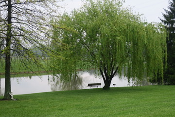Bench Under A Weeping Willow Tree (Next To Lake, With Bird Flying and Angel Statue)