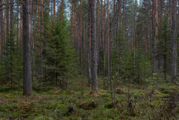 Sacred forest