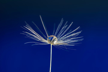 droplet of water on dandelion seed head.