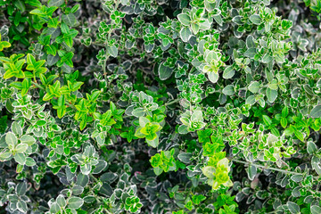 Euonymus fortunei emerald gaiety young green with white leaves. Common names spindle or fortune's spindle, winter creeper or wintercreeper. Top view, evergreen plant background.