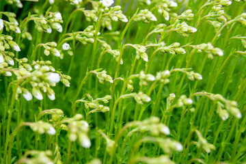 Fototapeta na wymiar Closeup Saxifraga arendsii white flower and buds, called also mossy saxifrage with blurred light green background in the spring garden. Selective focus.