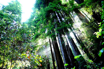 Vivid green Forest canopy with sunshine beaming through