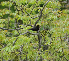 Eurasian blackbird / Common blackbird called in Latin Turdus merula sits on green tree close up