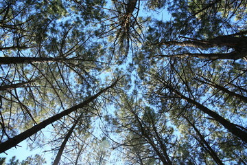 Shinrin-Yoku, a forest bath. Wake up your senses.
