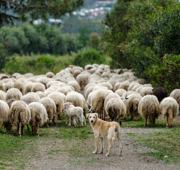 Fototapeta premium A shepherd dog with sardinian sheep of autochthonous breed in the Ogliastra region, Sardinia, Italy, Europe