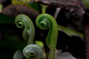 fern