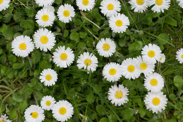 Bellis perenis, daisy in the meadow © jaroslavkettner
