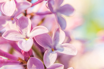 Fototapeta na wymiar Beautiful smell violet purple lilac blossom flowers in spring time. Close up macro twigs of lilac selective focus. Inspirational natural floral blooming garden or park. Ecology nature landscape