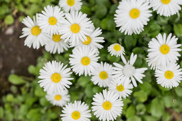 Bellis perenis, daisy in the meadow
