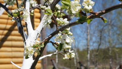 blooming Apple trees in the garden. flowers close up on a Sunny day