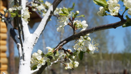 blooming Apple trees in the garden. flowers close up on a Sunny day