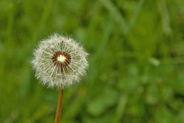one white ripe field dandelion in a green clearing