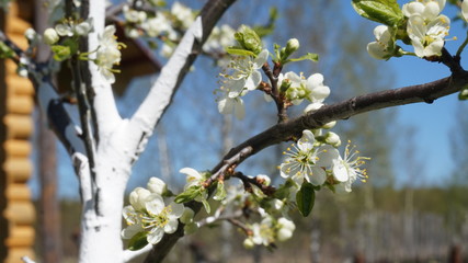 blooming Apple trees in the garden. flowers close up on a Sunny day