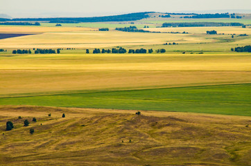 Yellow and green hills and fields  seasonal forest trees at sunset landscape harvest agriculture