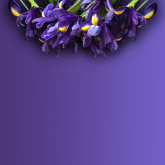 Iris Mockup. Post blog social media. Top view with blank space. Stylish trendy photography on purple background