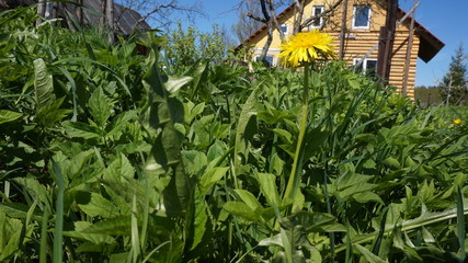 dandelion close-up and green fresh grass. spring in the garden